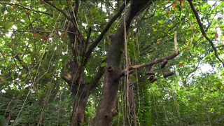 Эксперимент с большим членом – смотреть онлайн