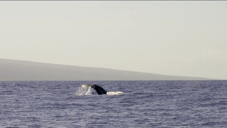Азиатка в экстазе после оргазма — горячее порно видео