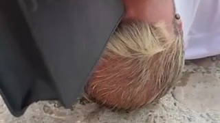 Горячее секс видео с публичным унижением