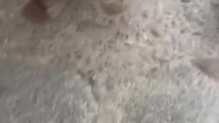 Горячее секс видео с публичным унижением