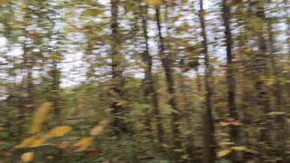 Порно видео с лесным триллером и жесткой еблей