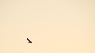 NuArt - Natalia N - Take A Chance